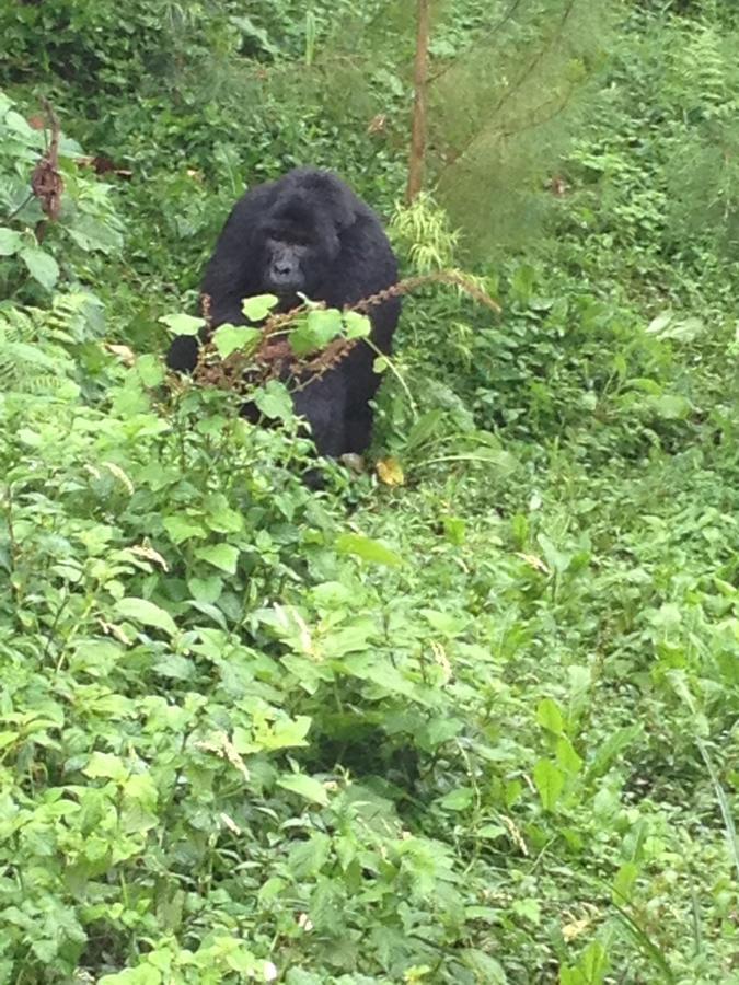 Rushaga Gorilla Lodge Bugambira エクステリア 写真